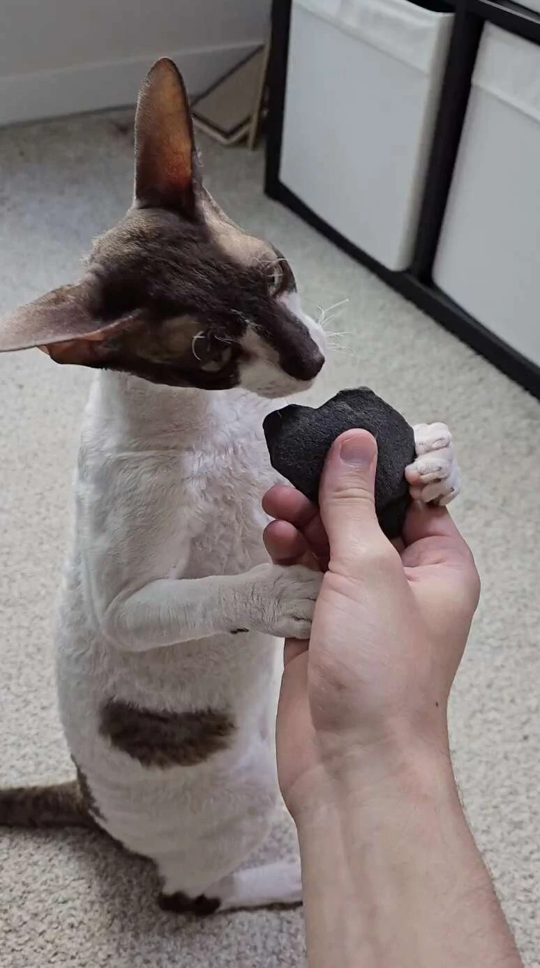 Nola's dad regularly gets new rocks for her to enjoy, and it has become a routine in their daily lives.