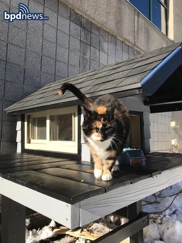Meet SWAT Cat, the calico feline with the toughest name around.
