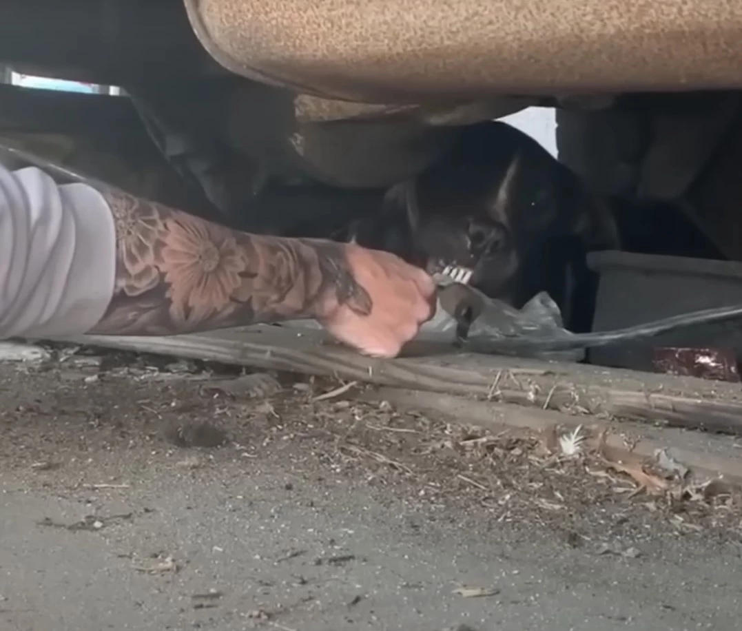 A dog hiding under a vehicle.