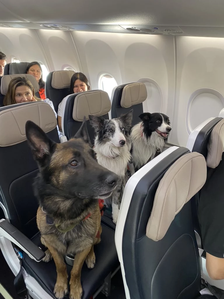 Three well-behaved dogs seated alongside them.