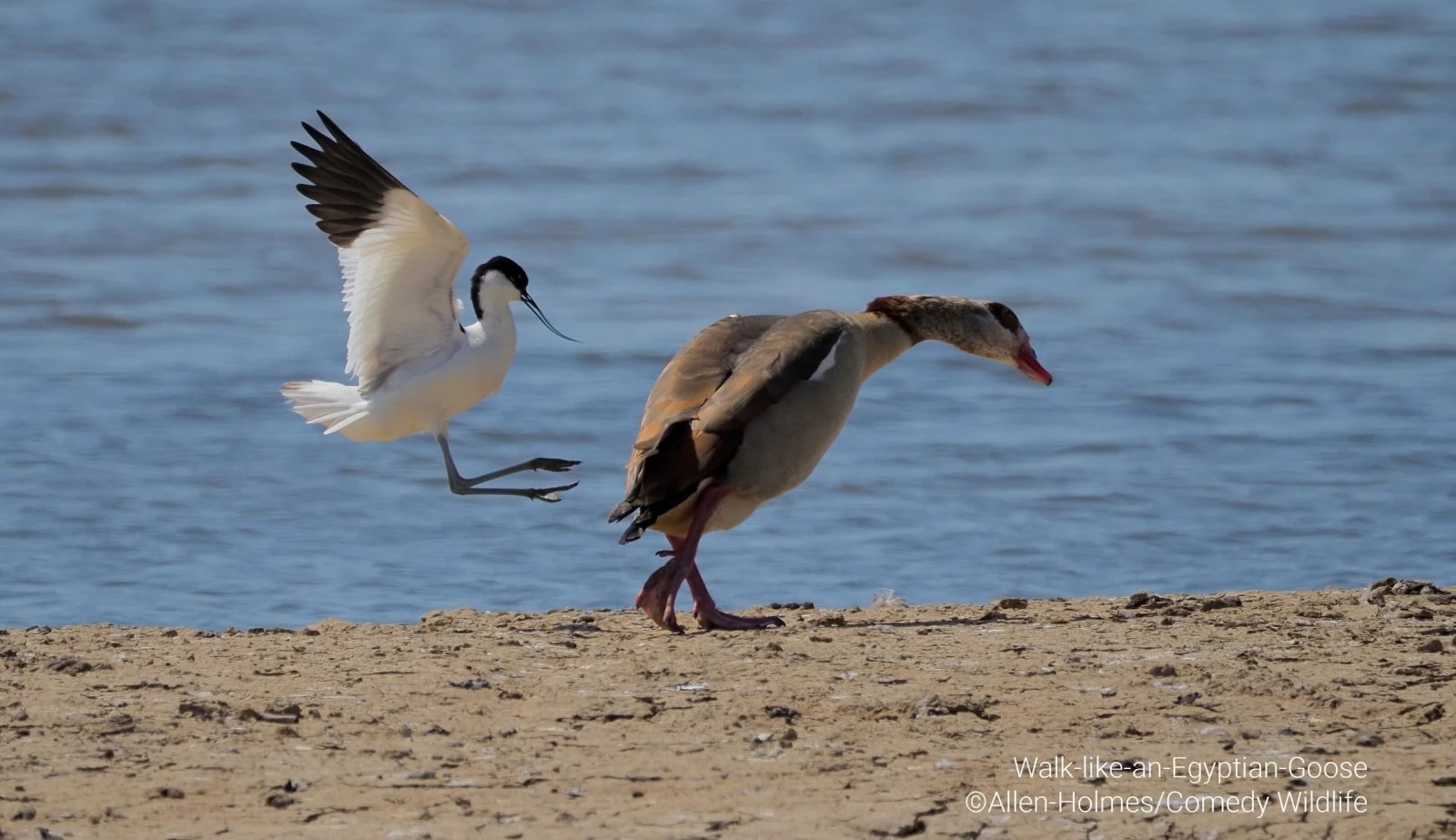 Walk like an Egyptian Goose (Allen Holmes)