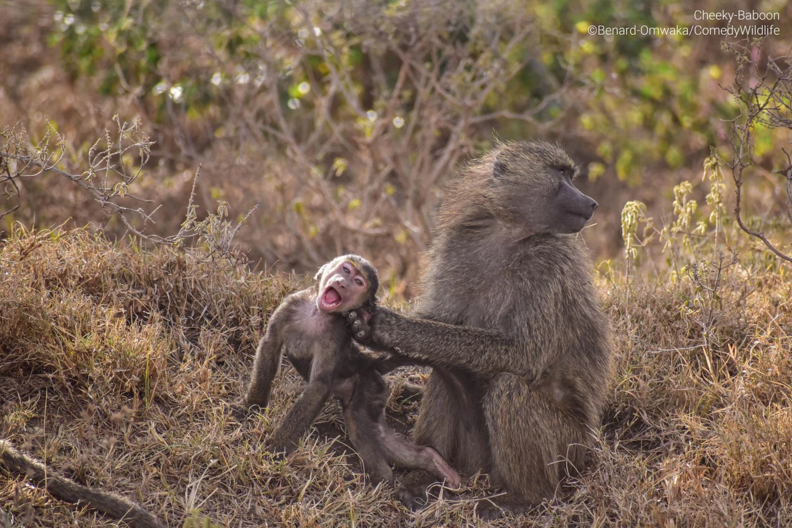 Cheeky Baboon (Benard Omwaka)