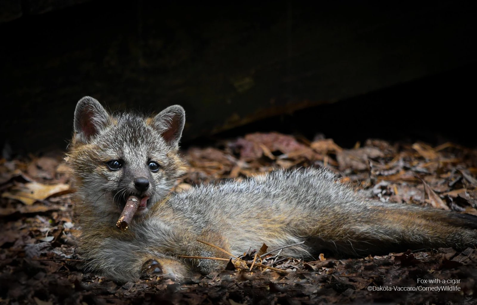 Fox with a cigar (Dakota Vaccaro)