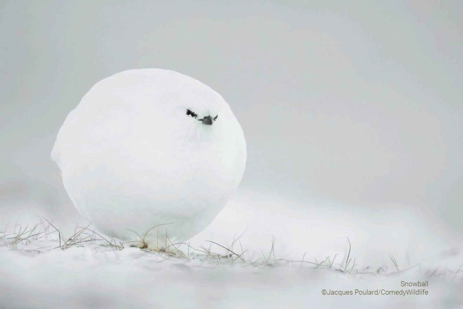 Snowball (Jacques Poulard)