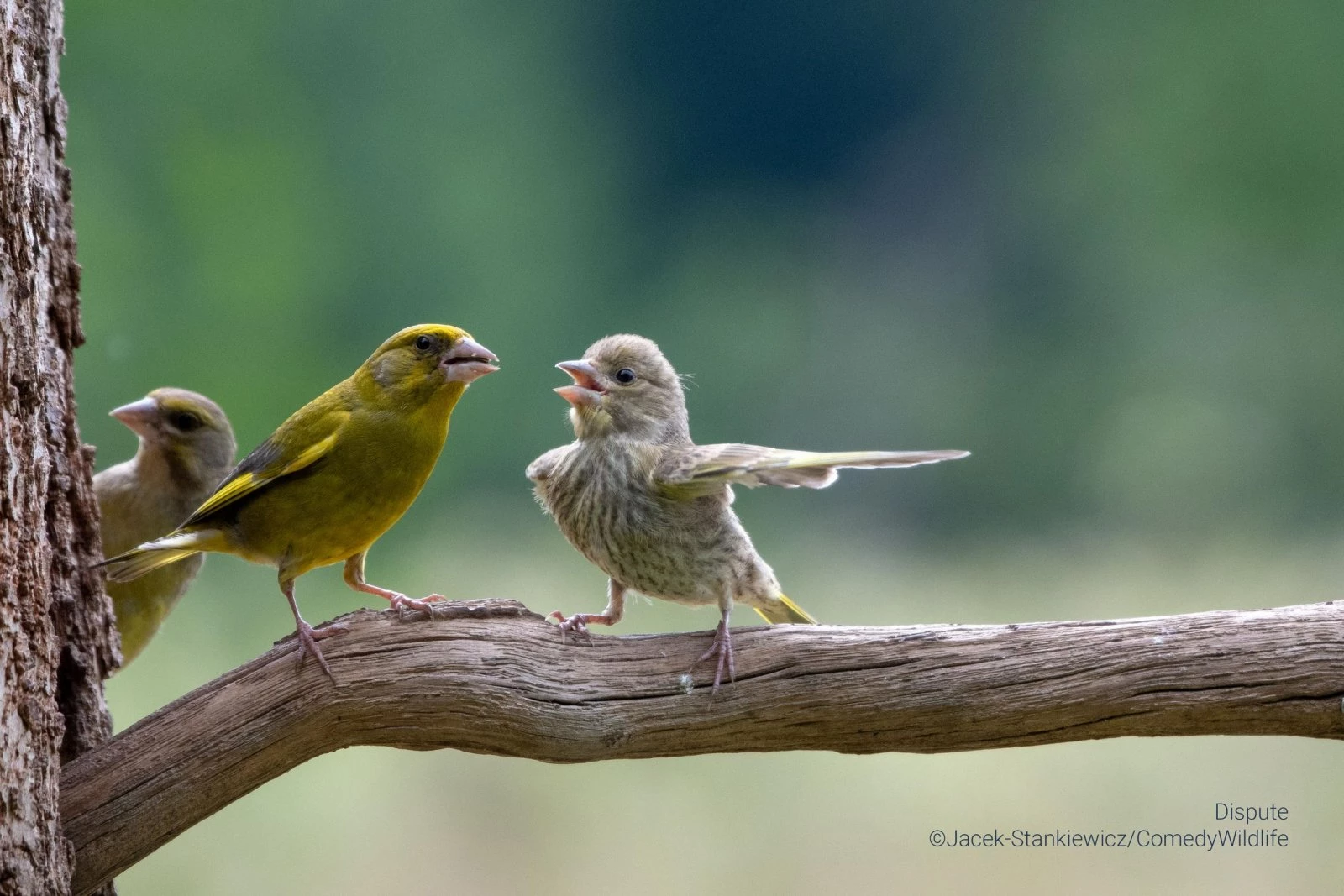 Dispute (Jacek Stankiewicz)