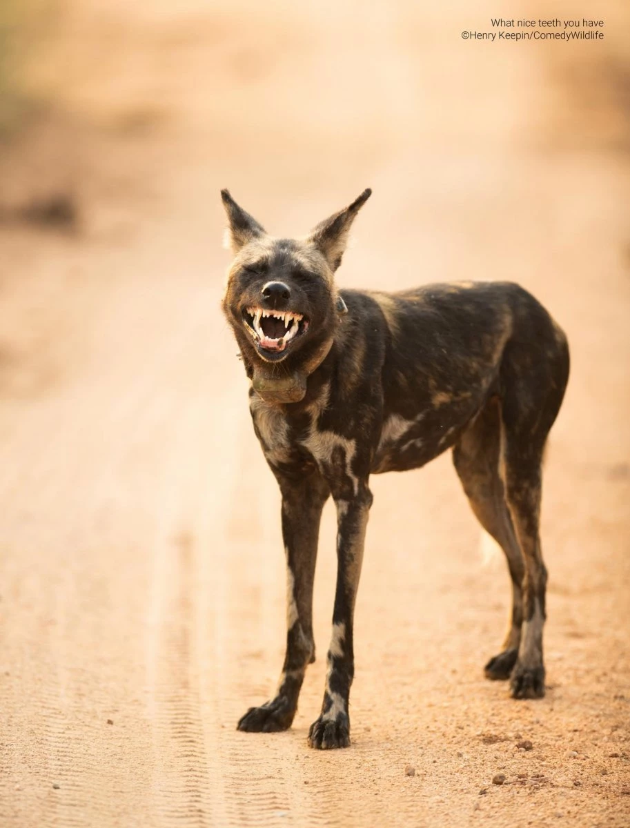 What nice teeth you have (Henry Keepin)