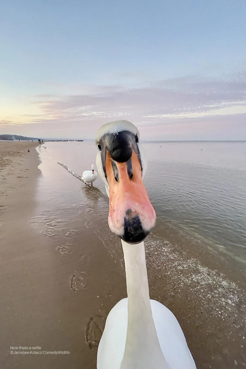 Now that’s a selfie (Jaroslaw Kolacz)