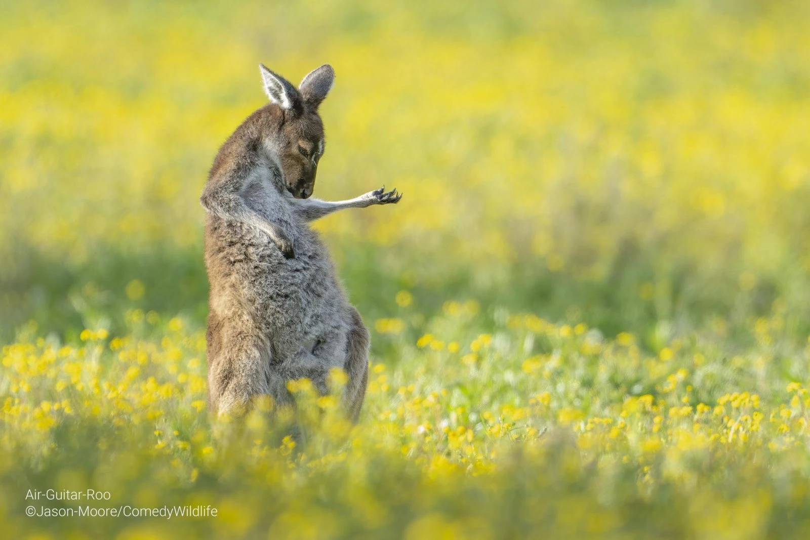 Air-Guitar-Roo (Jason Moore)