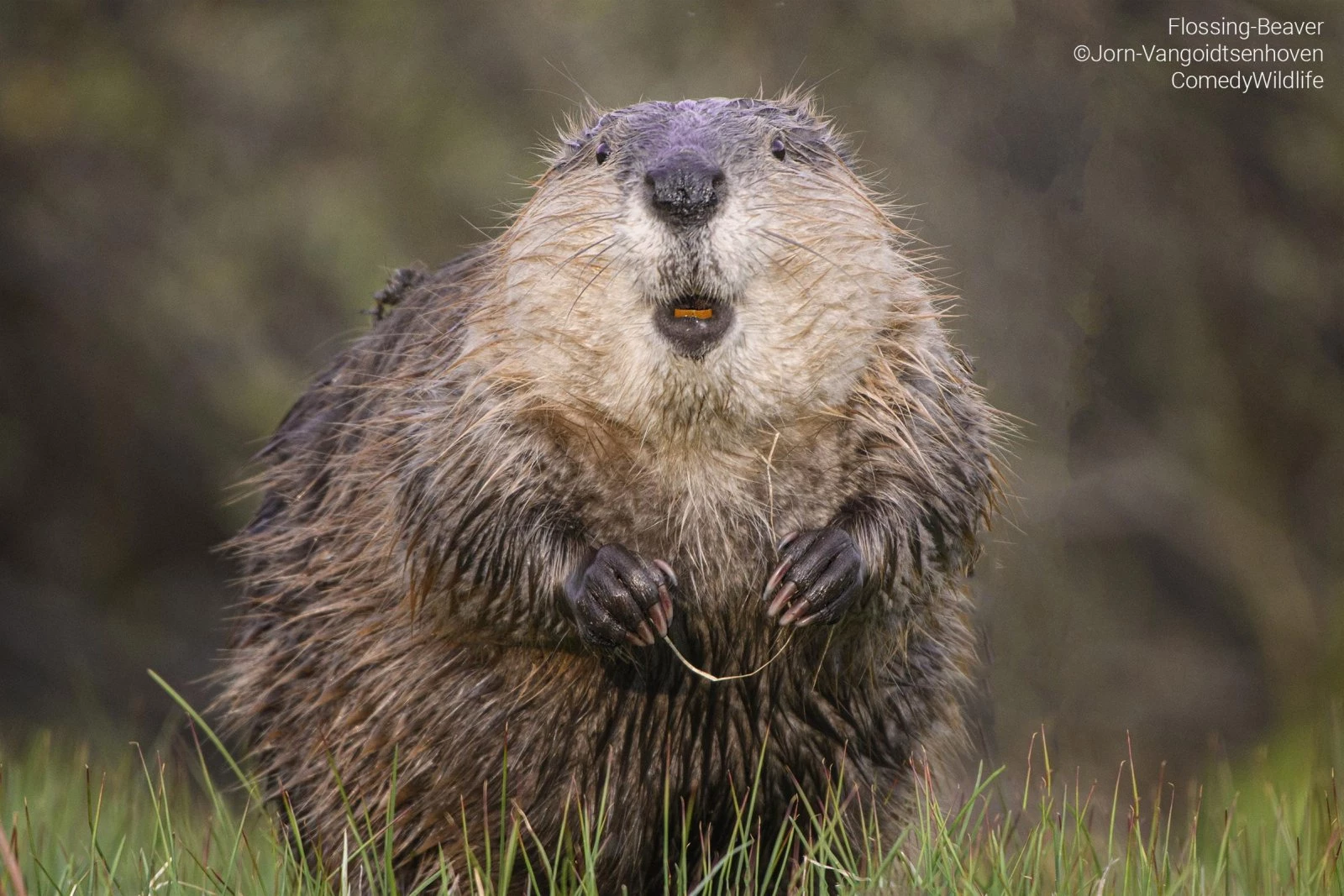 Flossing Beaver (Jorn Vangoidtsenhoven)