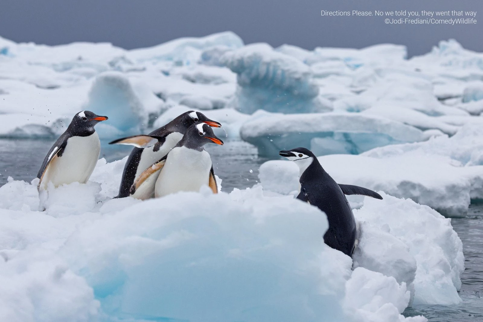 Direction Please. No we told you, they went that way (Jodi Frediani)