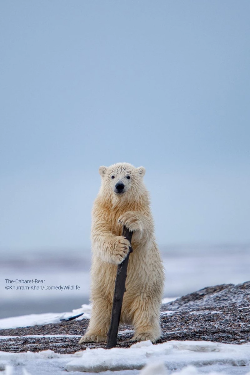 The Cabaret Bear (Khurram Khan)