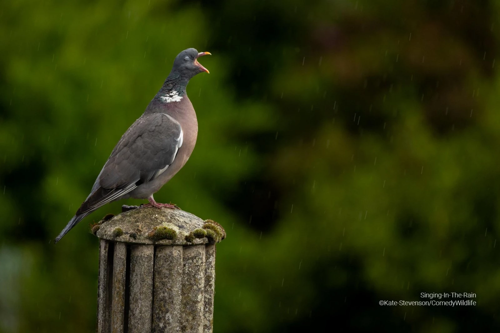 Singing In The Rain (Kate Stevenson)