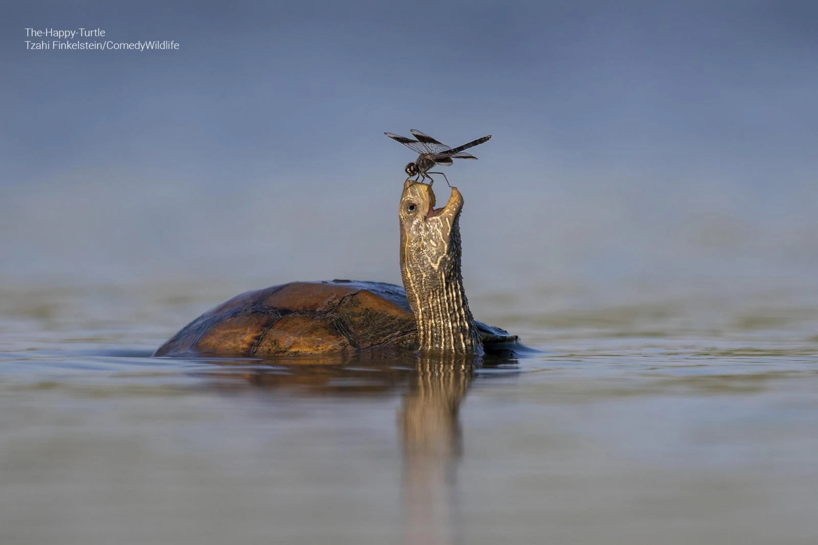 The Happy Turtle (Tzahi Finkelstein)