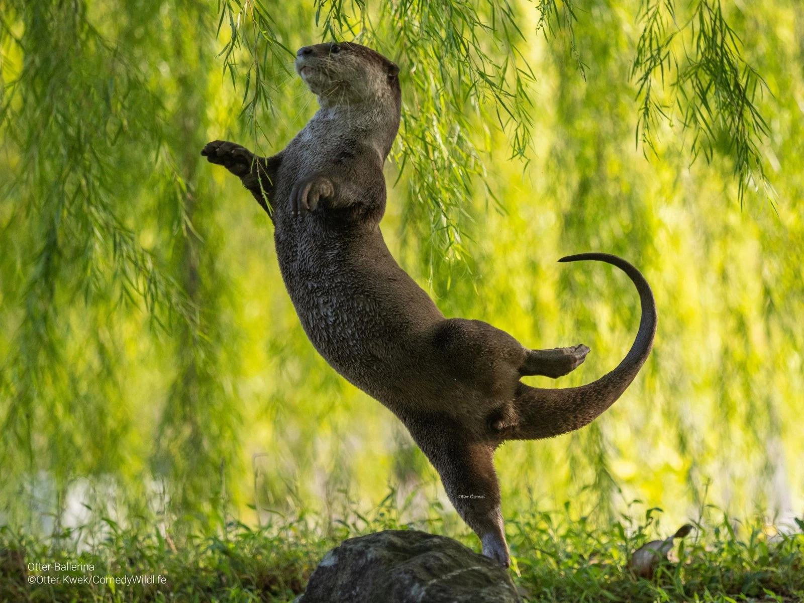 Otter Ballerina (Otter Kwek)