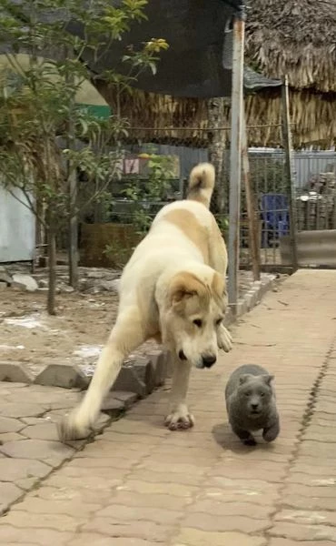 Like every puppy, he likes playing with both humans and dog friends.