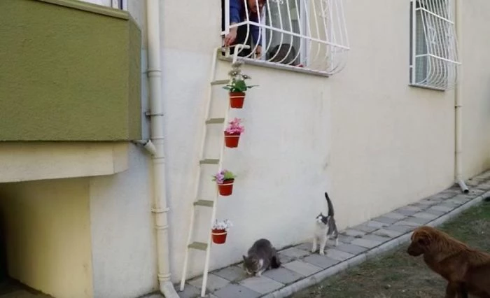 She built a cat ladder that leads into her home.