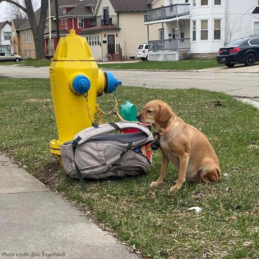 A dog named Baby Girl was found sitting calmly on the grass on a residential street in Green Bay, Wisconsin.