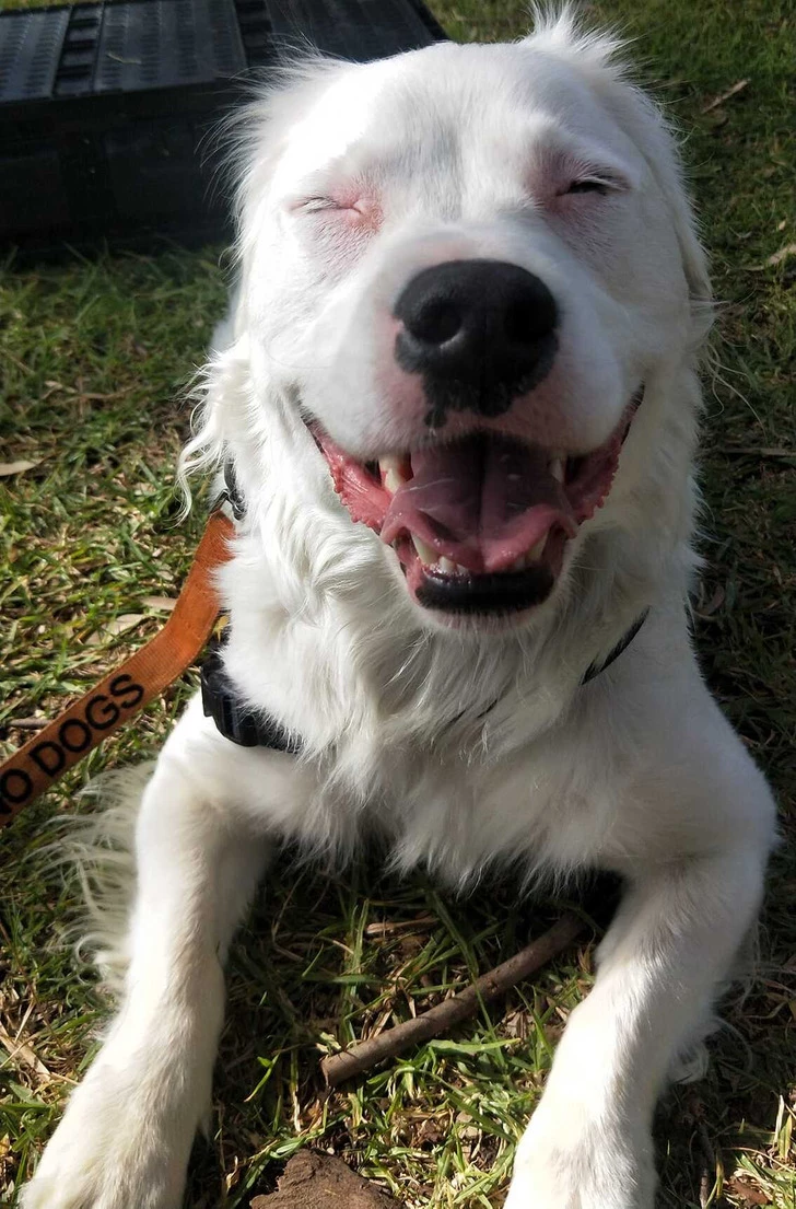 Grateful for the love he found with the Smith family, Sherio made it his mission to share that happiness with other animals who had faced hardships similar to his own.