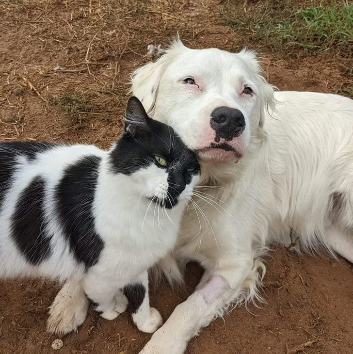 Trust comes easily to these animals when they're around Sherio.