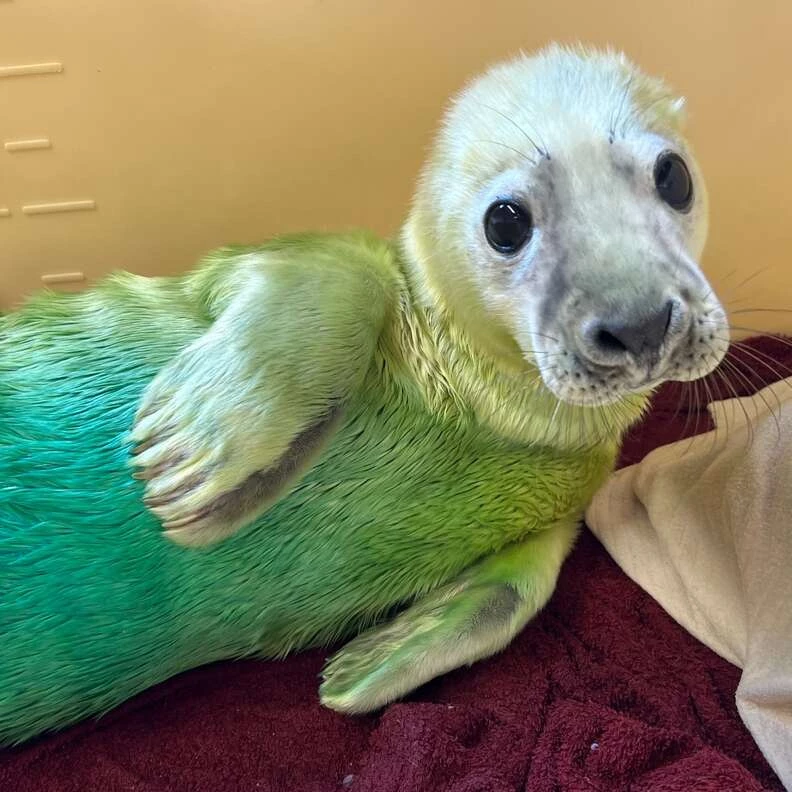 Caragh was taken under the care of Seal Rescue Ireland.