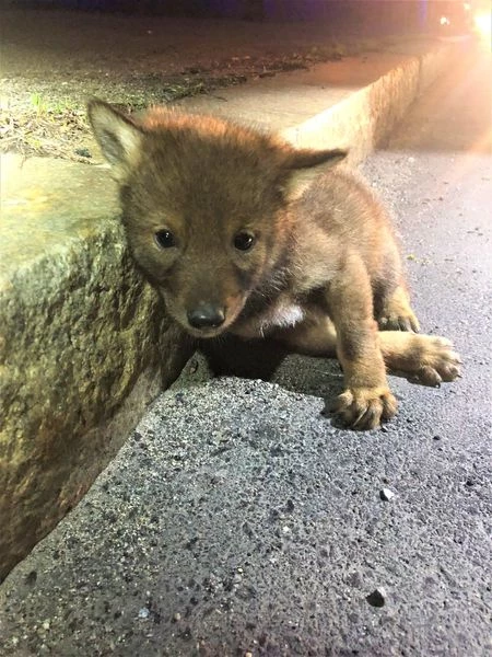 Baby coyote found on street.
