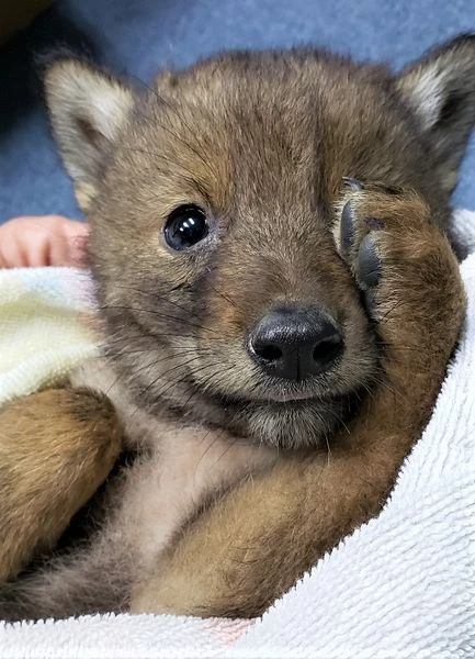 he next day, the baby coyote was moved to Tufts Wildlife.