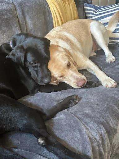 Goose later forms a strong bond with her new sister, Gracie.