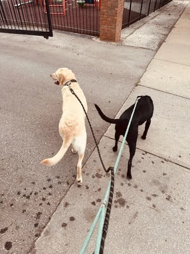 Now, Goose is living her best life, enjoying multiple daily walks and outings to the dog park.