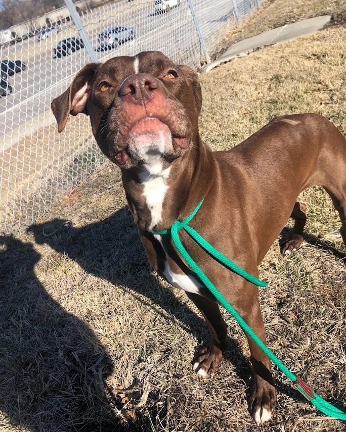 uckily, the post about Goose’s story made the shelter well-known and Scooby was saved.