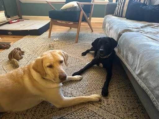 Goose along with her new sister, Gracie.