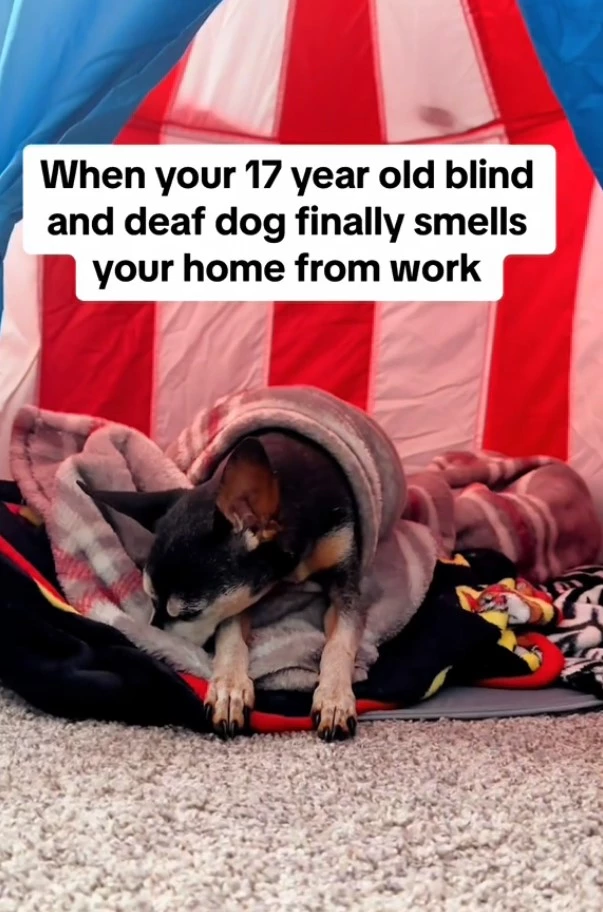 dog-is-blind-and-deaf-but-he-knows-right-away-if-his-owner-is-home