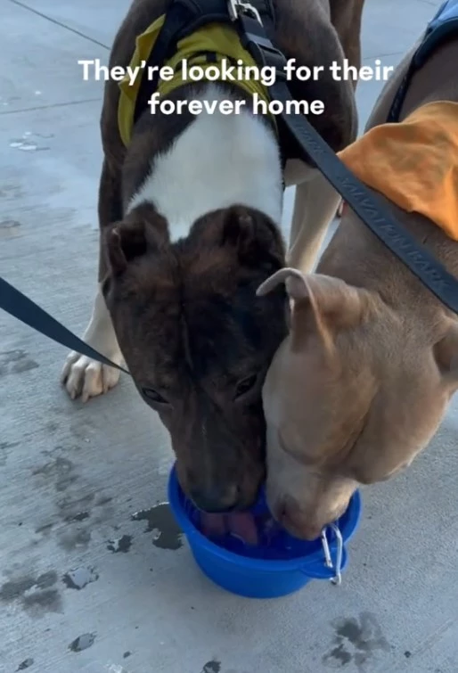 Moon Pie and Clipper are enjoying puppuccino.