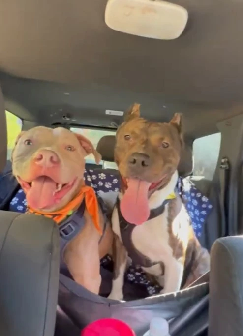 Moon Pie and Clipper in the back of Abdo's car.