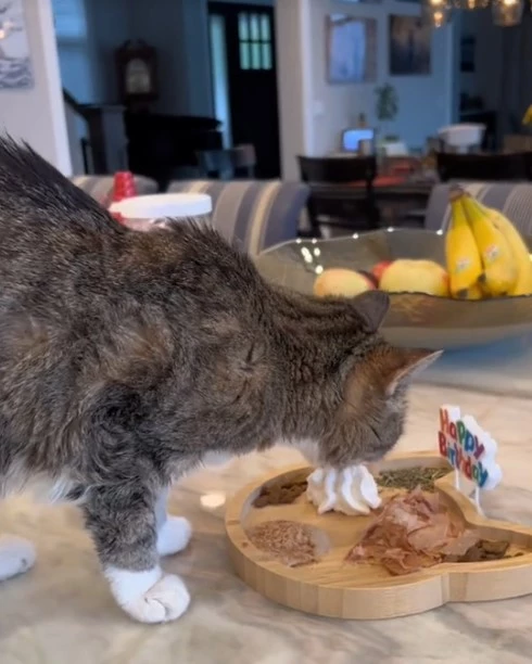 The family prepared a unique "cat-cuterie" board—a feline-friendly feast with all of Mattie's favorite treats.