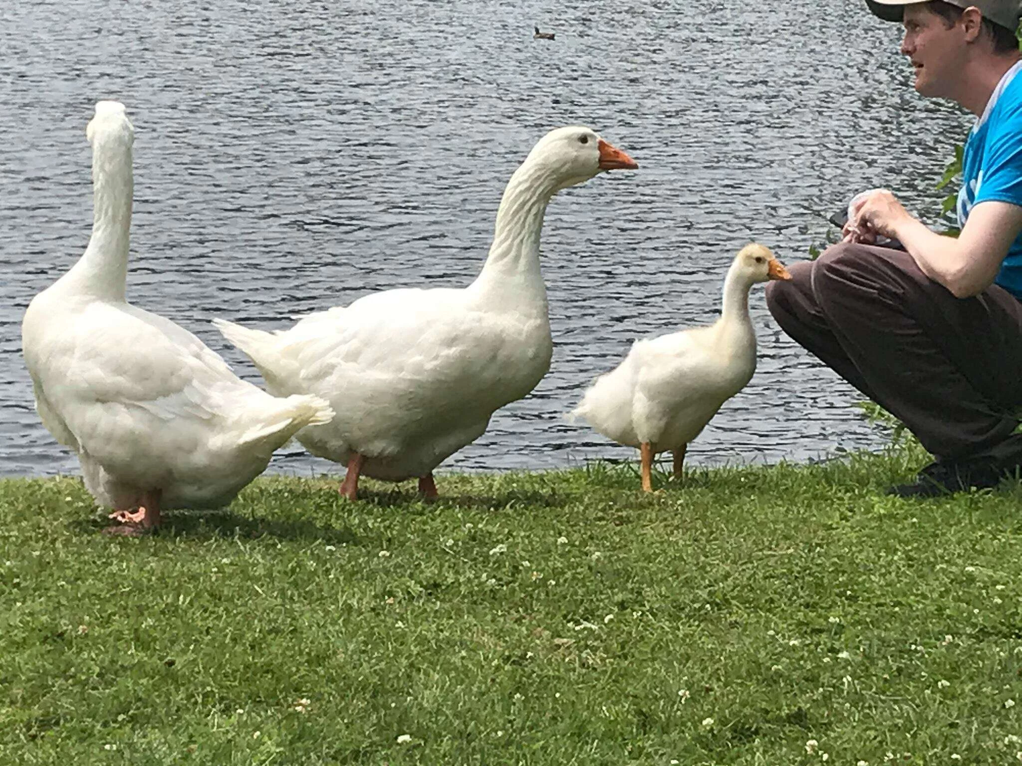 Adorable Gosling Can't Contain Excitement And Rushes To Greet His Beloved Human