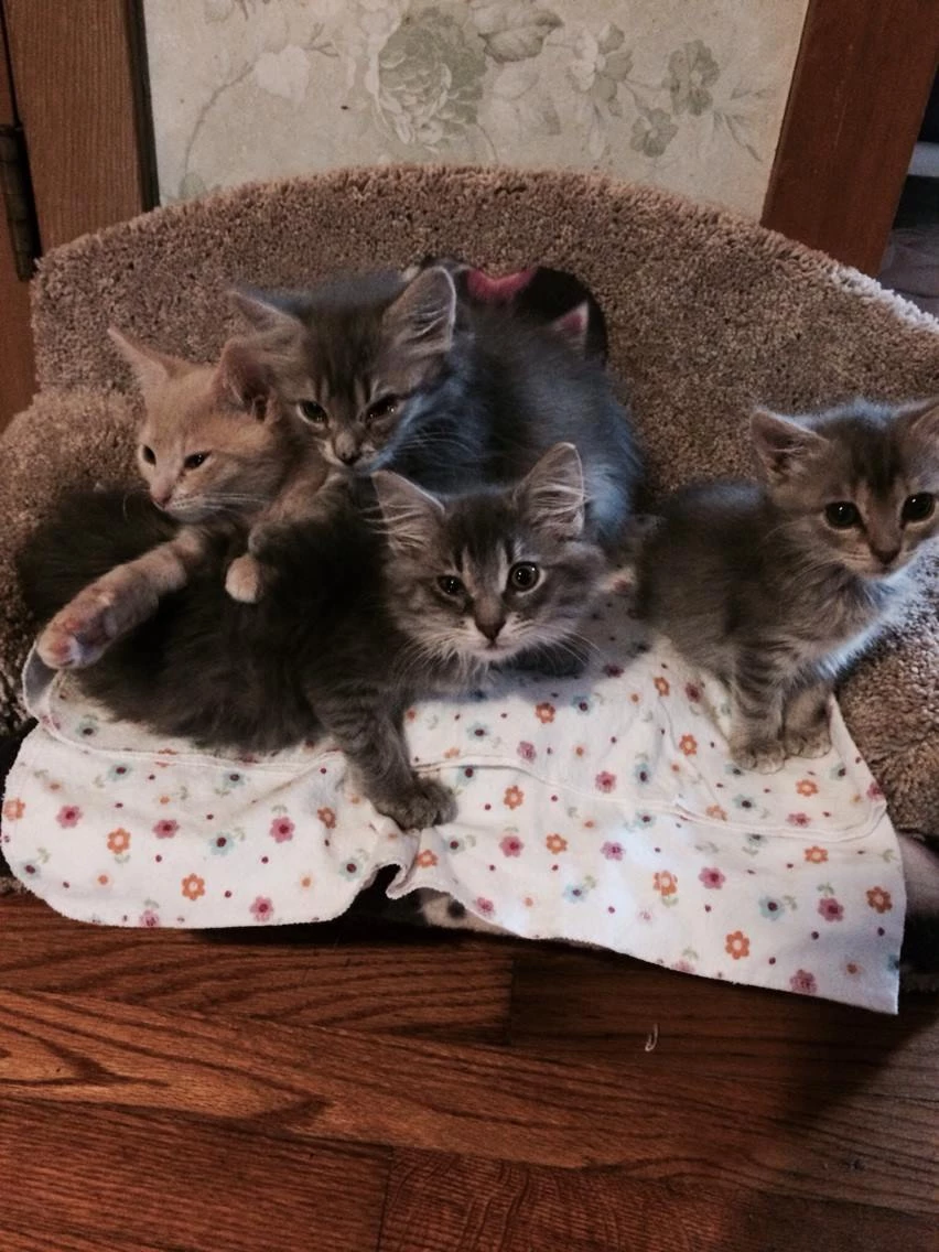 With plenty of love, care, and effort, the kittens not only survived but also found a permanent place in both Suellen&rsquo;s heart and her home.