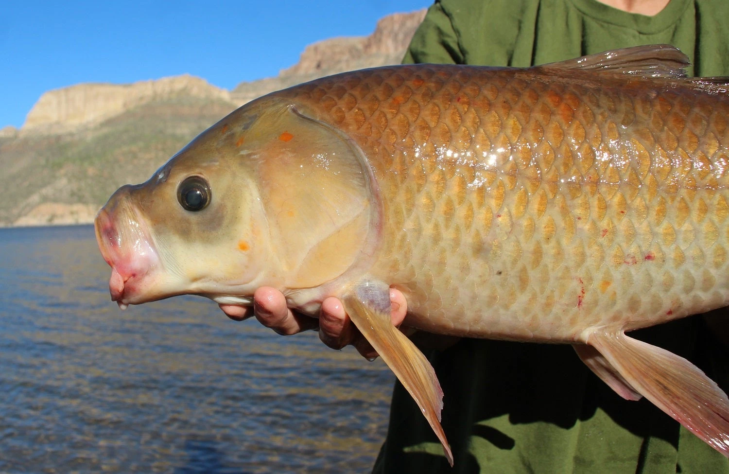 The second animal genus, after the marine rockfish Sebastes, known to have multiple species living past a century.