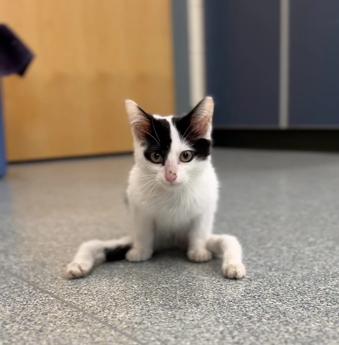 Gumby was among a group of cats transferred from an overcrowded shelter in Texas.