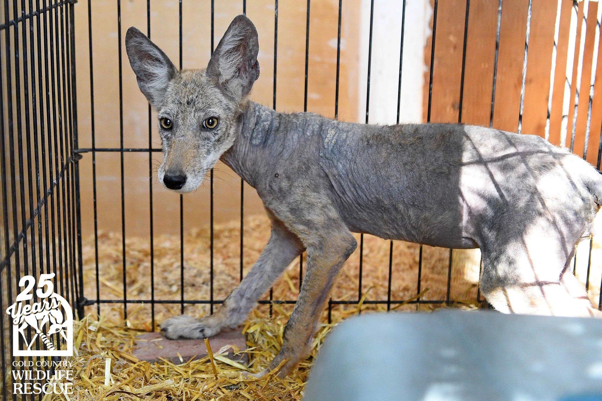 She had this skin disease from mites, making her lose hair and messing up her skin.