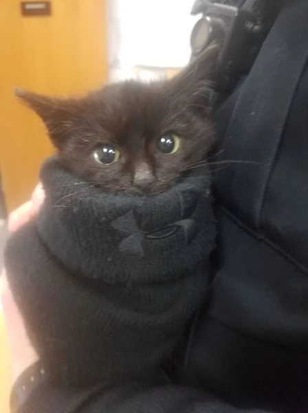 Officer Frosein dug through the snow and rocks to rescue the poor little guy from the freezing cold.