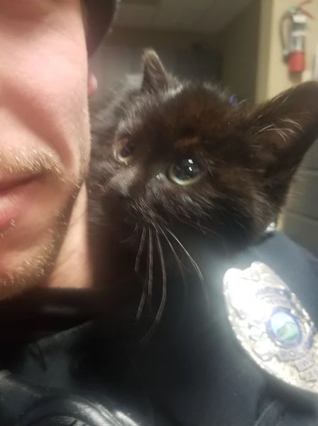 The cat never wanted to leave Officer Frosein's side.