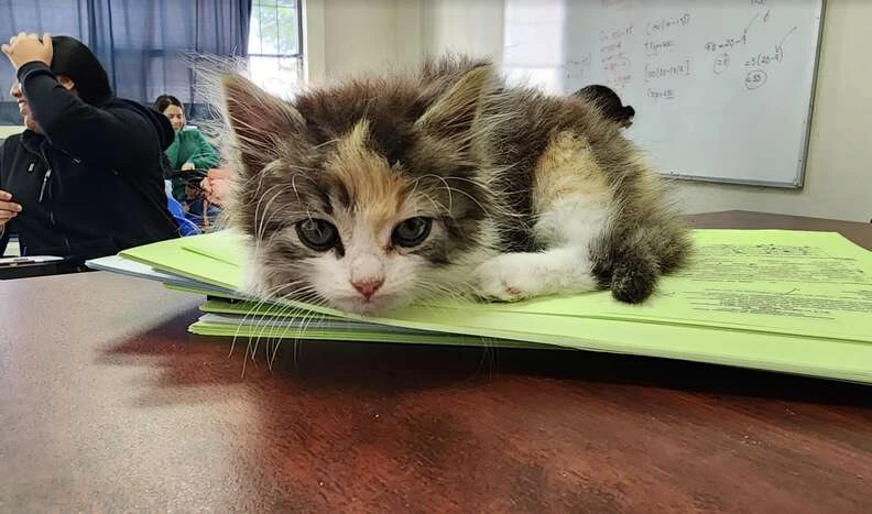 The student was not willing to leave her feline friend alone, so she made a compassionate choice—bringing the kitten to school.