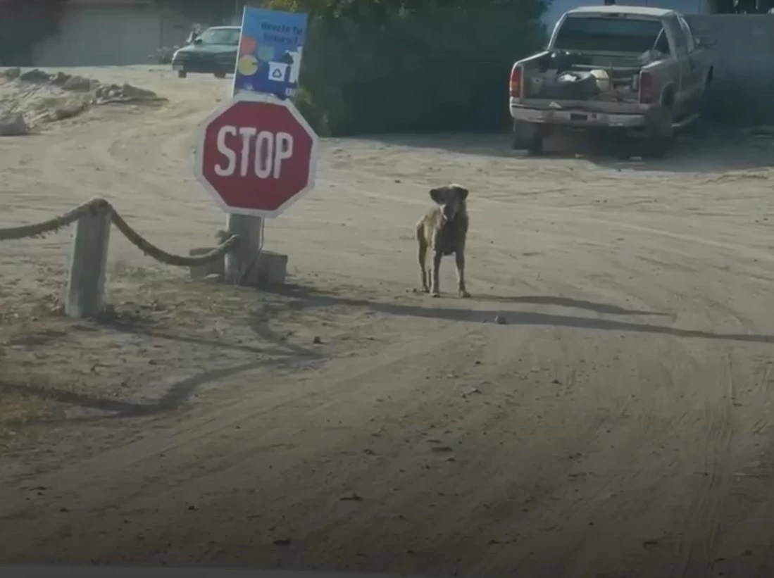 A dog that looked very similar to a wild animal.