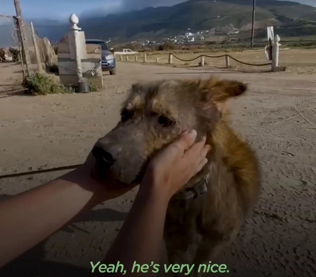 It took time to help him get in the car and bring him to the shelter.