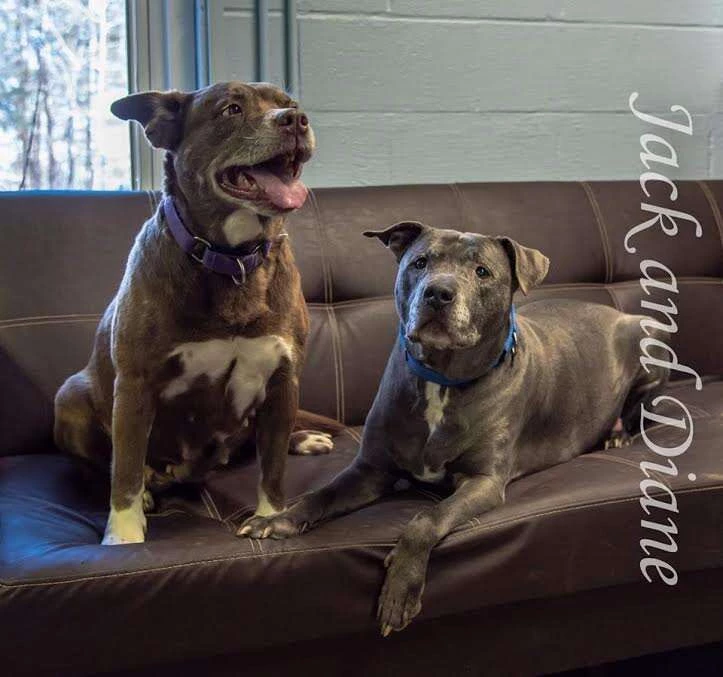 A loving senior pair of dogs with an extraordinary love story.