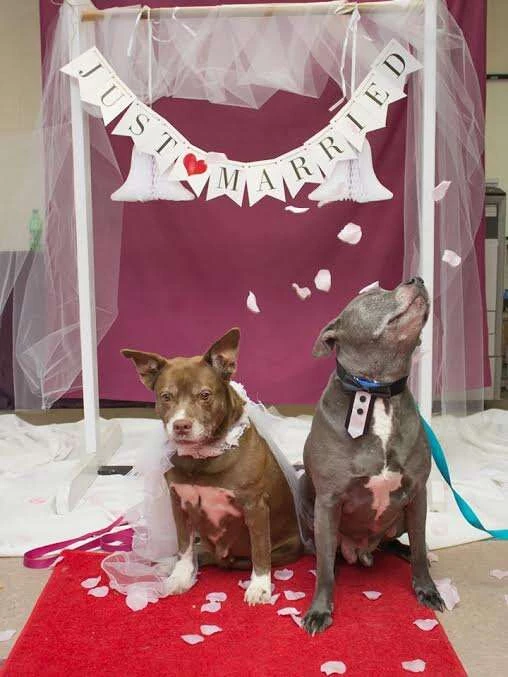 The shelter came up with a heartwarming solution to advoid the couple's seperation: a wedding.
