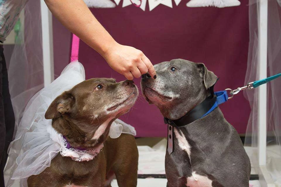 The two lovely canines had the best wedding ever.