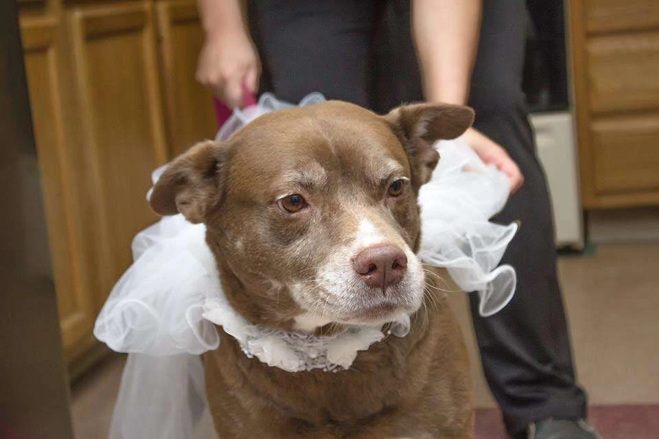 Meet Diane, the beautiful bride of the wedding.