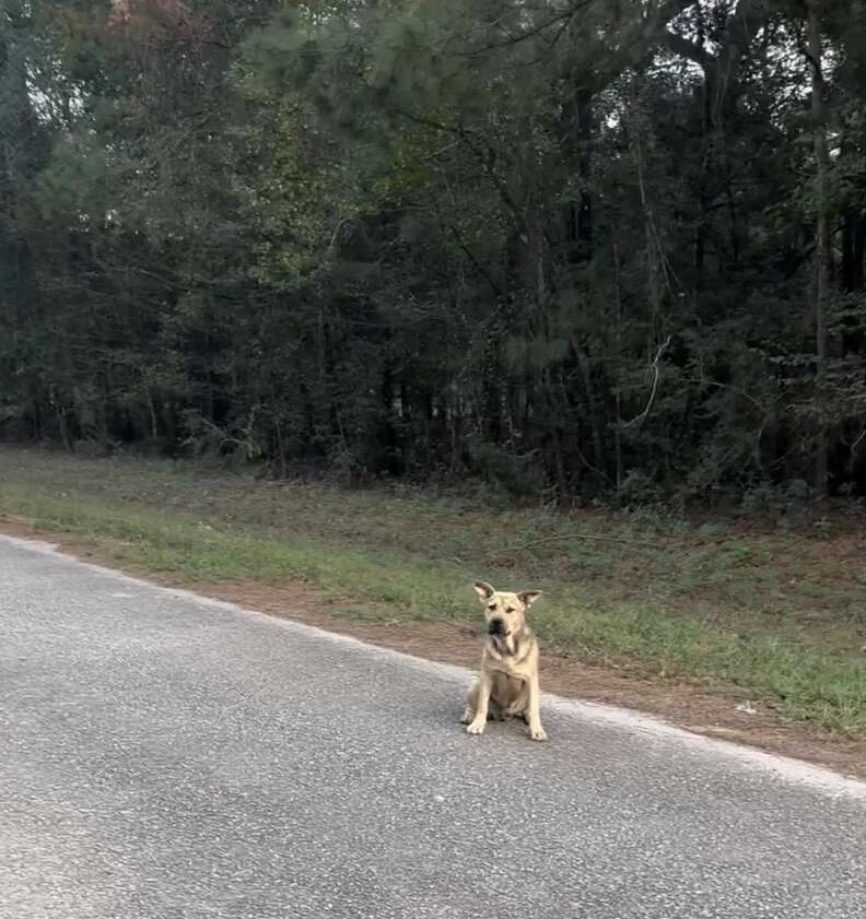 Dirty and downtrodden, the stray pup found his way to the sanctuary, hoping that someone could help him.