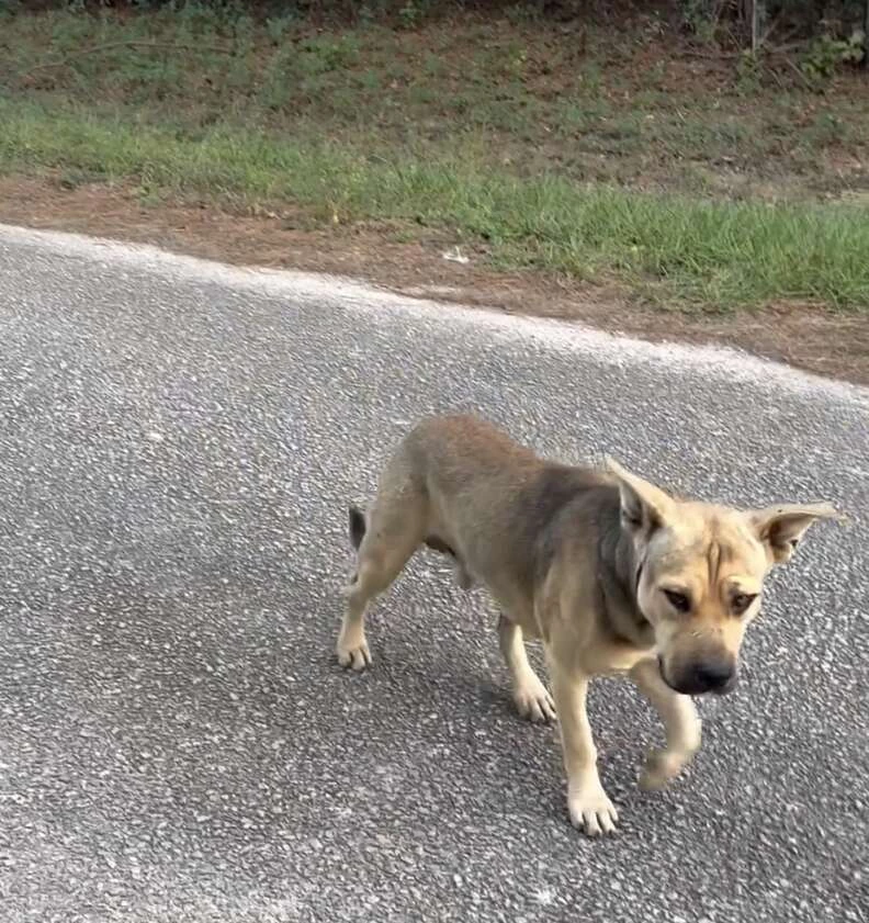 Despite a little hesitation, Bionca quickly felt a connection with the dog, and she decided to name the new friend Deputy.